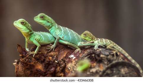 Lizard families together with the couple and child in the tree is looking to the future so cute when watching them in zoo