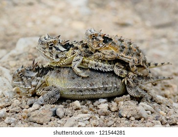 Lizard family piled up - Texas Horned Lizard, Phyrnosoma cornutum