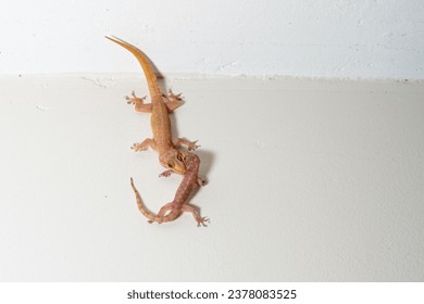 lizard fighting with aother lizard