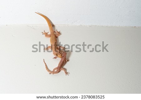 lizard fighting with aother lizard