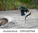 Lizard in Florida