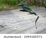 Lizard in Florida