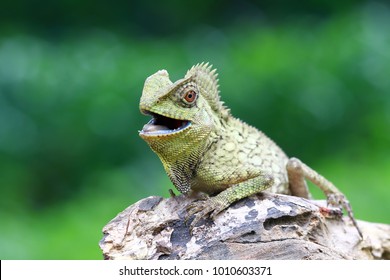 Lizard, forest dragon