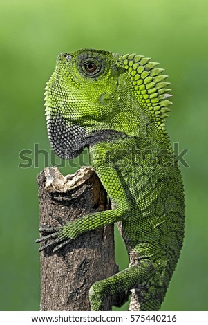 Similar – Image, Stock Photo Colorful Chin Exotic