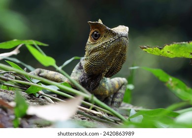 Lizard forest dragon male on wood with natural background, animal closeup