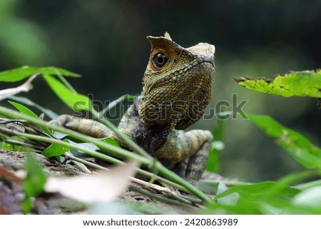 Lizard forest dragon male on wood with natural background, animal closeup
