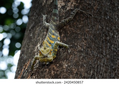Lizard forest dragon on closeup on tree, forest dragon closeup