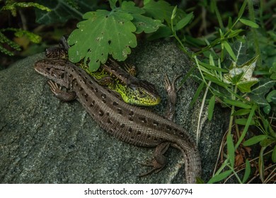Lizard in the garden