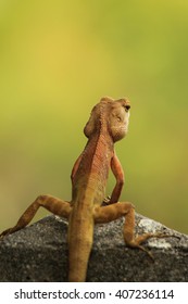 Lizard in the garden