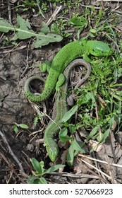 Lizard in the garden.