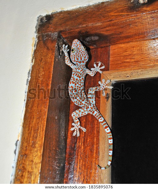 Lizard Gecko On Window Bungalow Stock Photo 1835895076 Shutterstock