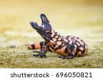 Lizard Gila Monster( Heloderma suspectum)