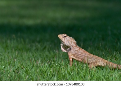  lizard in the grass