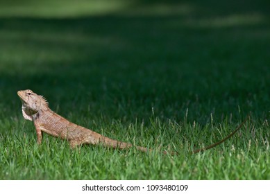  lizard in the grass