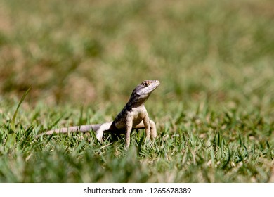 Lizard in the grass