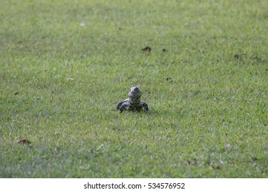 Lizard in the grass