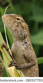 lizard of the grass, watching for the prey