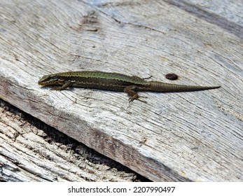 Lizard Green Touch Lizard Black And Yellow Spots Basking Black Stone Long Sharp Tail Short Legs Long Claws Small Black Eyes Reptile Carnivore