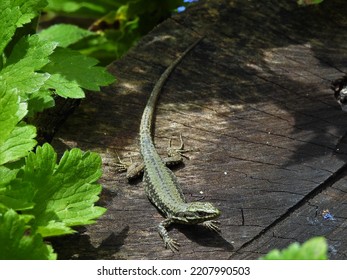 Lizard Green Touch Lizard Black And Yellow Spots Basking Black Stone Long Sharp Tail Short Legs Long Claws Small Black Eyes Reptile Carnivore