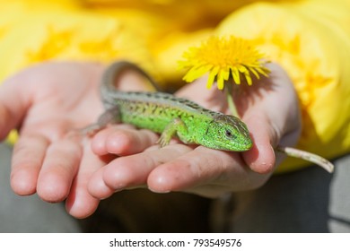 
lizard in the hands, a green lizard sits in the child's hands against a green background - Shutterstock ID 793549576