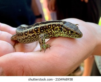 Lizard In The Hands Of A Man, Close-up. The Guy Is Holding A Lizard In His Hand. A Beautiful Reptile Held Captive By Humans.