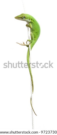 Lizard hanging from rope