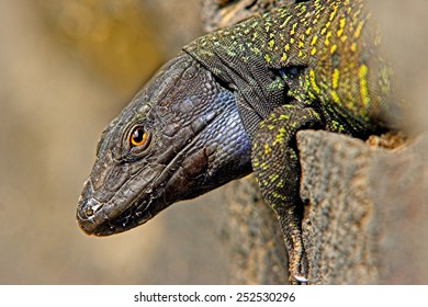 Lizard head close up