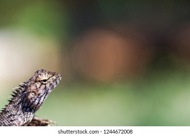 lizard head closeup with blur background