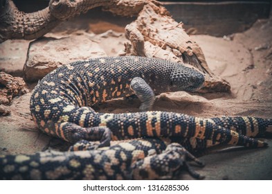 Lizard (Heloderma Exasperatum)