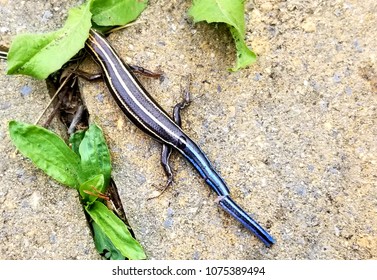 Lizard Hiding Head With Broken Tail