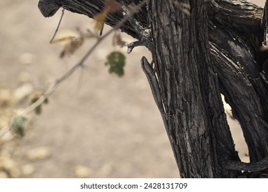 A lizard hiding in the shadows of a tree