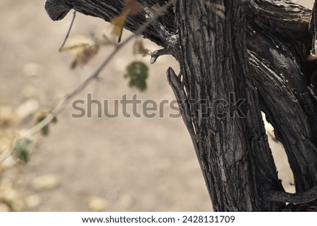 A lizard hiding in the shadows of a tree