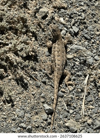 Lizard with impressive camouflage, to evade its predators