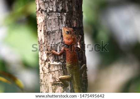 Lizard include quadrupeds with long fingers snake-like heads scaly bodies long tails and have the advantage of changing their skin color to outwit their prey or opponents.