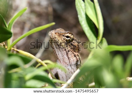 Lizard include quadrupeds with long fingers snake-like heads scaly bodies long tails and have the advantage of changing their skin color to outwit their prey or opponents.
