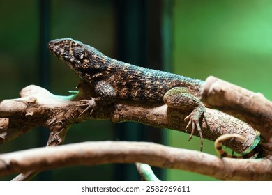Lizard Keeled masked iguana in a terrarium
