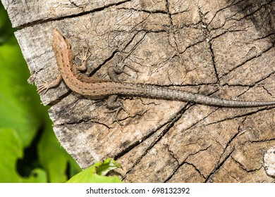 Lizard Lacerta agilis lies on a cracked wooden stump, animal background - Powered by Shutterstock