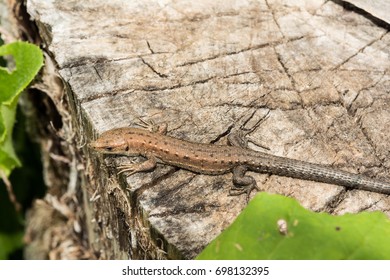 Lizard Lacerta agilis lies on a cracked wooden stump, animal background - Powered by Shutterstock