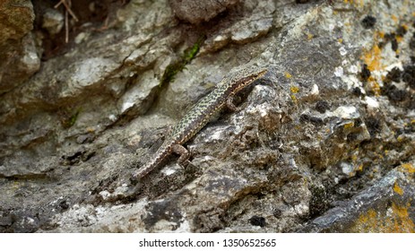 A Lizard Lacerta Viridis With A Broken Tail Sits On A Stone. Wounded Animal In The Wild.