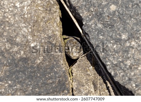 A lizard Lacerta viridis lurking from a stone crack,from hiding
