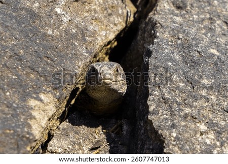 A lizard Lacerta viridis lurking from a stone crack,from hiding