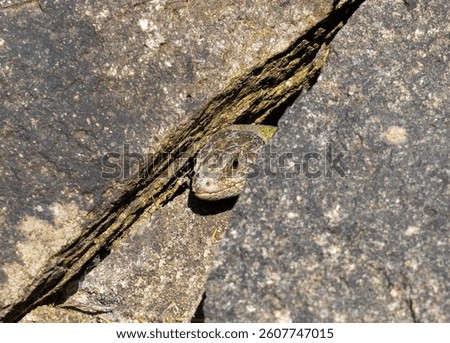 A lizard Lacerta viridis lurking from a stone crack,from hiding