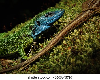 Lizard (lacerta Viridis), Podyji Cz