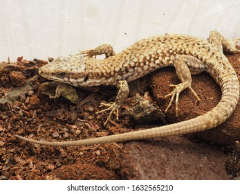 lizard (Lacertilia) animal of phylum Chordata, clade Sauropsida, class Reptilia (reptiles)