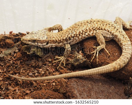 lizard (Lacertilia) animal of phylum Chordata, clade Sauropsida, class Reptilia (reptiles)