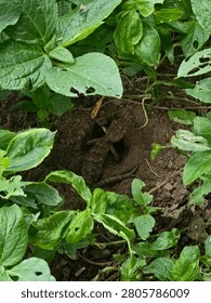 The lizard is laying eggs in the soil