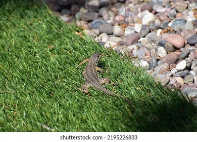 Lizard laying in a grass