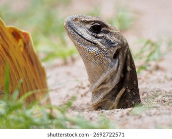Lizard: Leiolepis is a type of lizard found throughout Southeast Asia, especially Indochina.