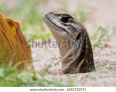 Lizard: Leiolepis is a type of lizard found throughout Southeast Asia, especially Indochina.