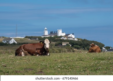 lizard lighthouse with cows in cornwall england uk.